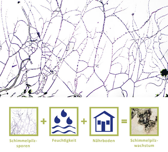 Schimmelsporen - Wachstum - Schimmelwissen